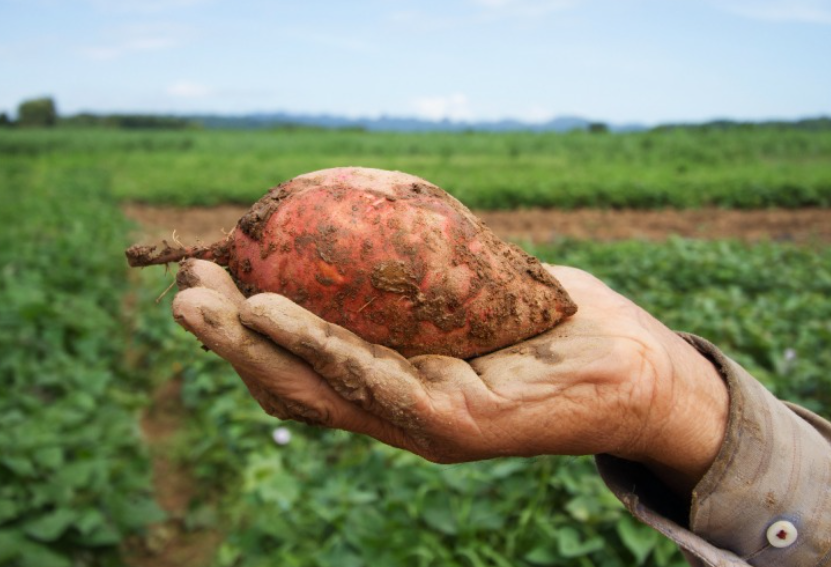 먹기 전에 고구마찜의 열량을 알아두자. 5