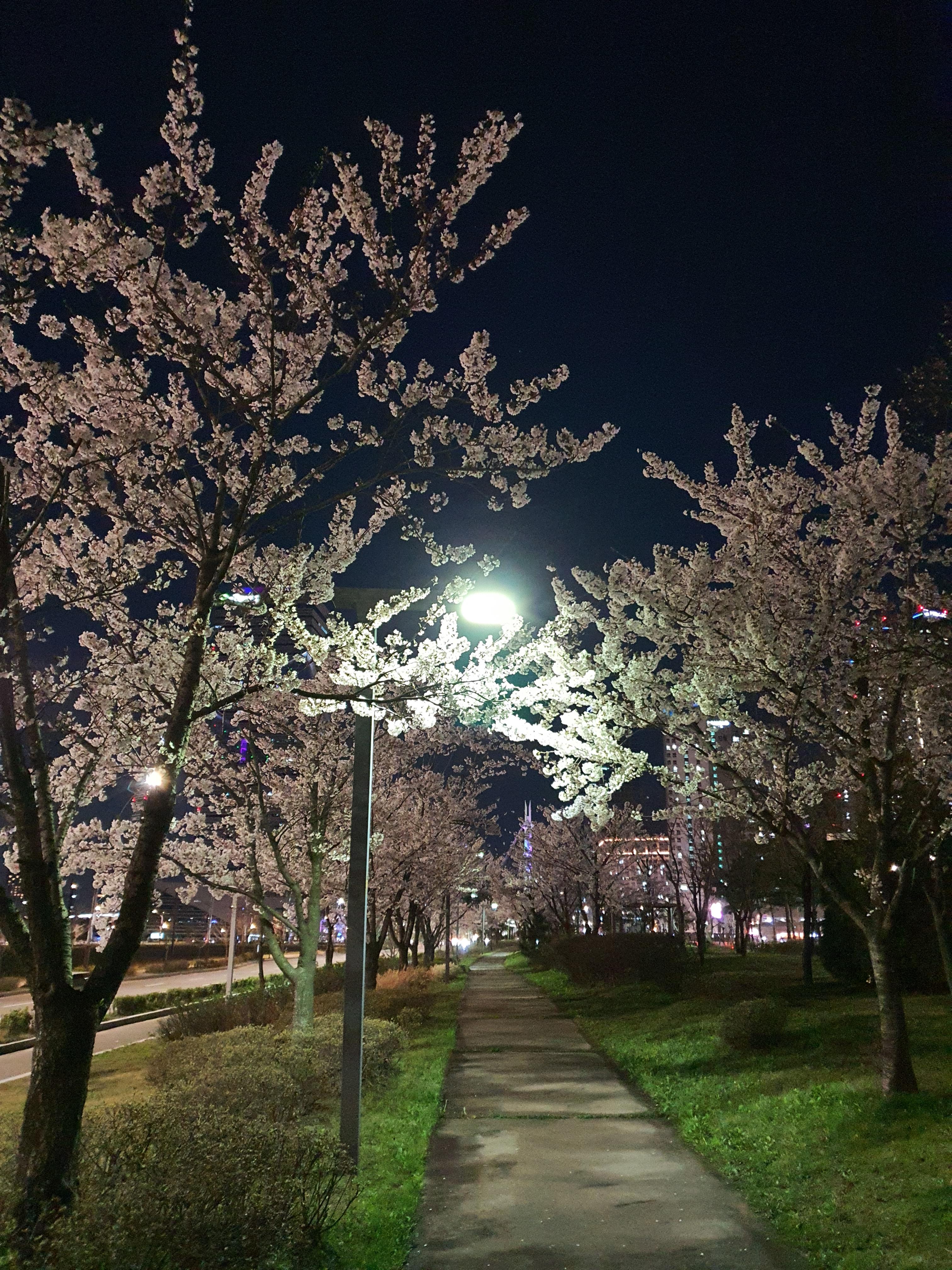  송도 센트럴 파크 봄 날 밤 산책, 오늘은 벚꽃과 맑은 공기와 함께.