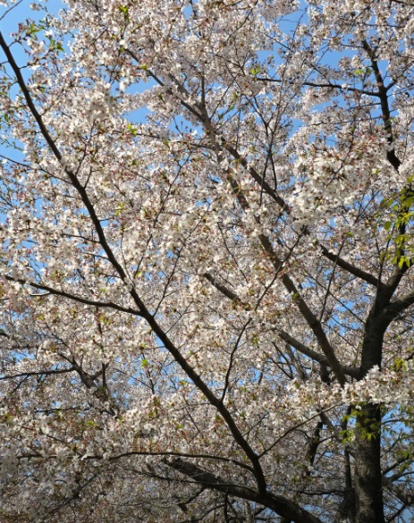 벚꽃