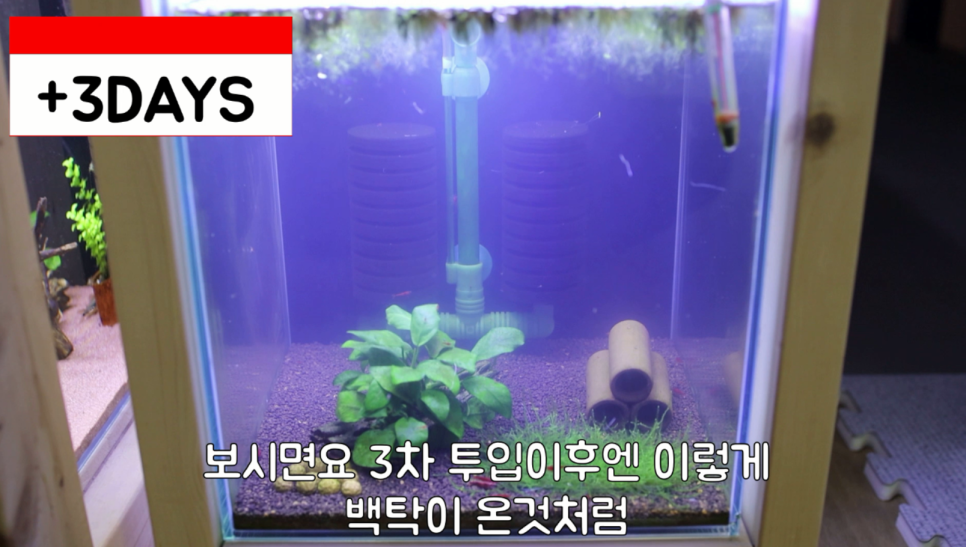 히드라 불청객 제거방법 13