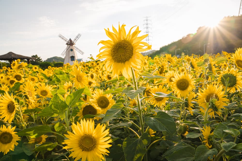  경기도 안산 대부도에는 지금 여름 해바라기가 만발(힐링장소 정보)