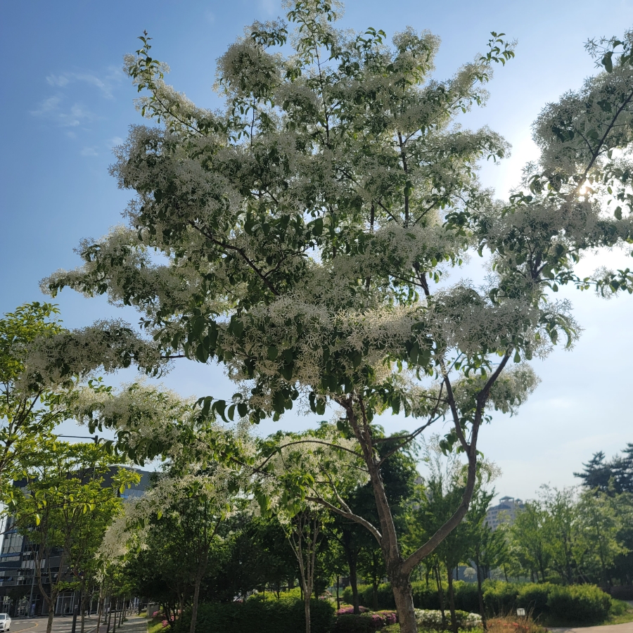가로수, 흰 꽃, 잎사귀 나무를 아시나요? 10