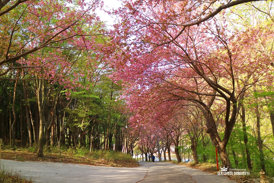 겹벚꽃 길이 줄지어 있다