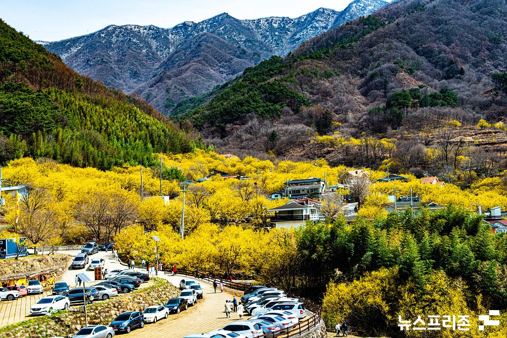 전남 구례 산수유 마을