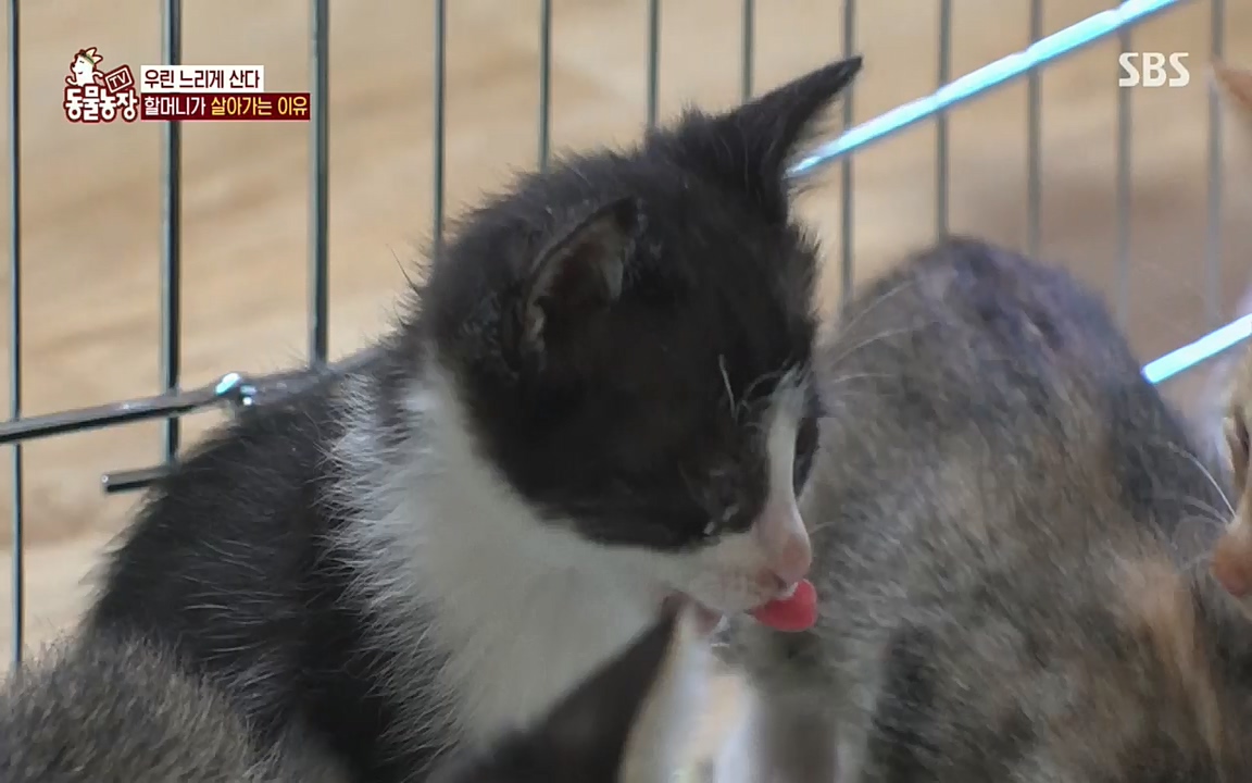 TV 동물농장.E1076.220704p.H264-F1RST.mp4_20220703_175609.355.jpg