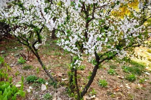 앵두꽃-앵두나무-묘목-심는시기-식재시기-심는방법-식재방법