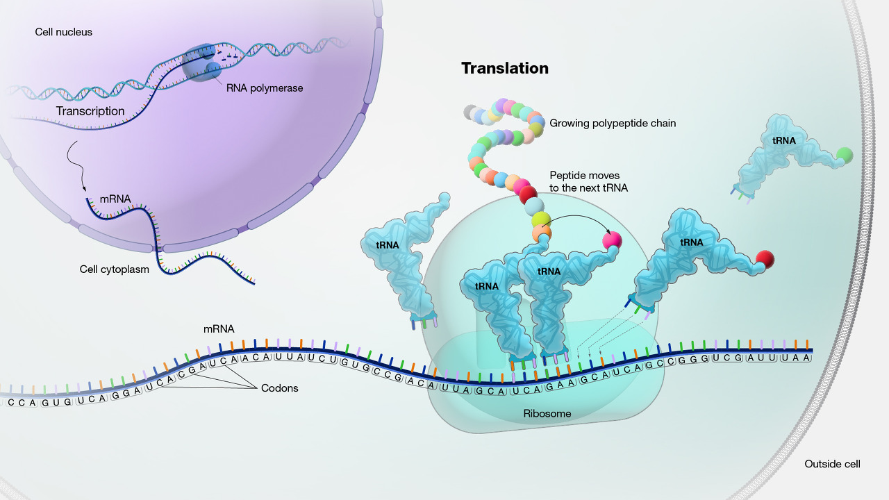 DNA 정보로 단백질을 만드는 물질대사