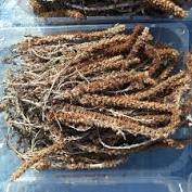 가시오가피의 12가지 장점 9