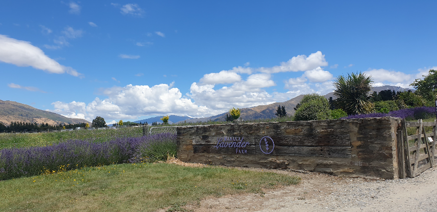 Wanaka Lavender Farm 와나카 라벤더 팜