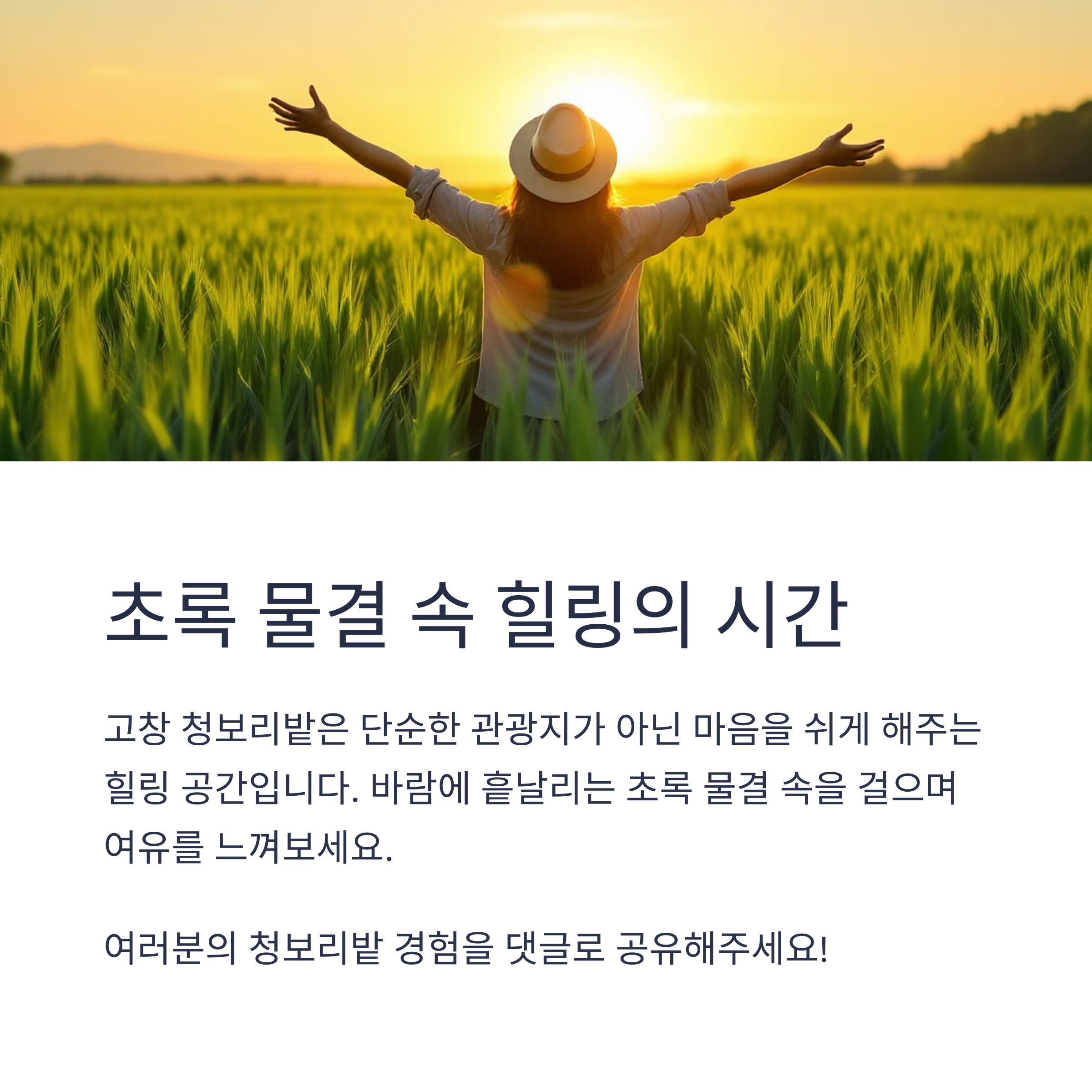 전북 고창 청보리밭