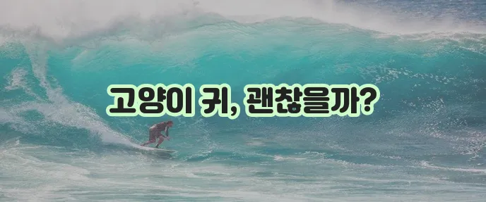 고양이 내이염 증상 원인 치료법 완벽하게 알아봐요!