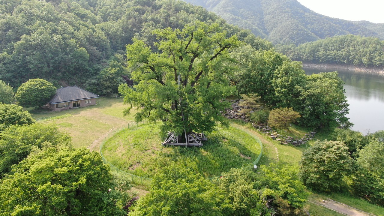  안동 가을 여행 드라이브 코스 추천, 안동 용계리 은행나무