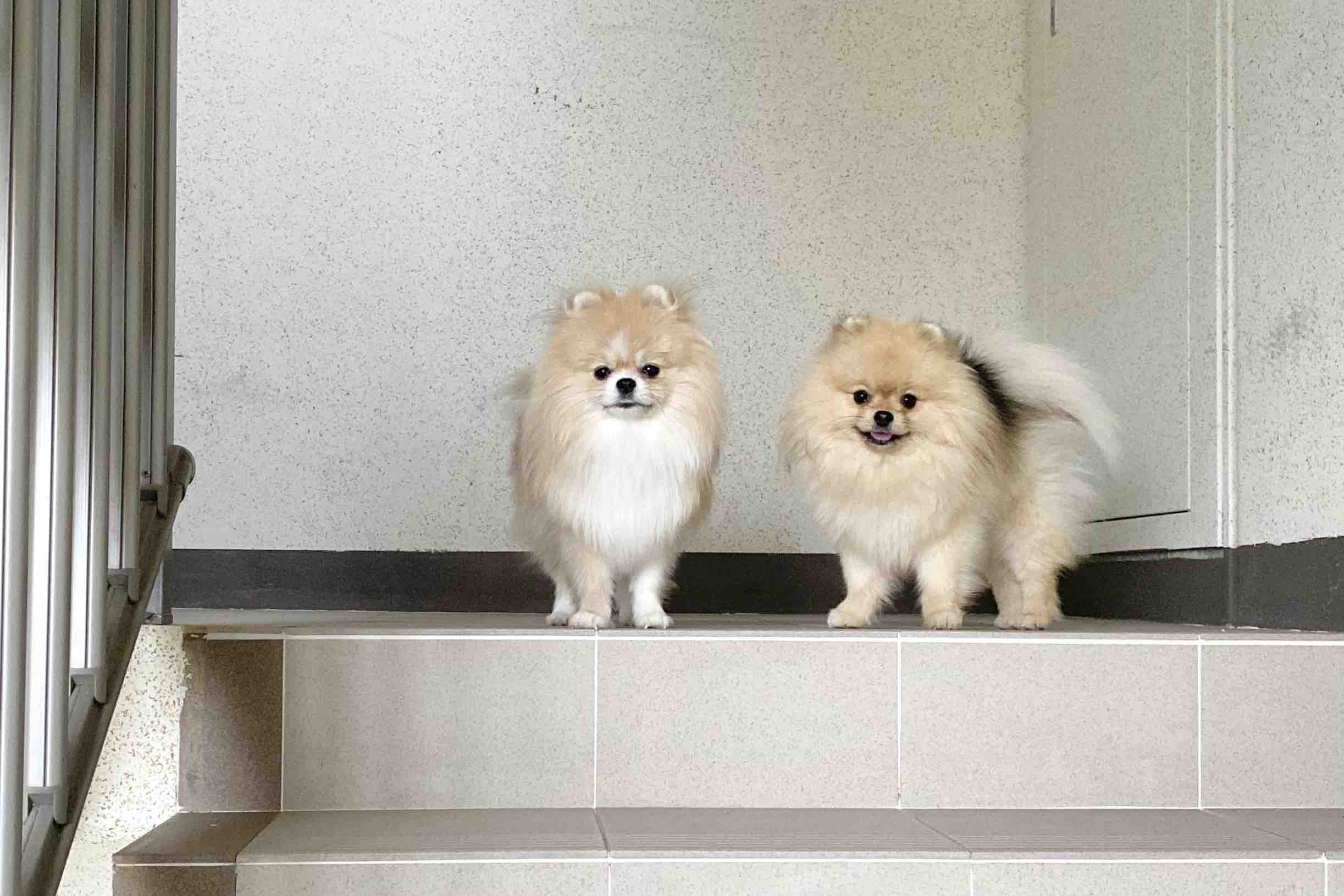 포메라니안 2마리가 계단에 있는 장면