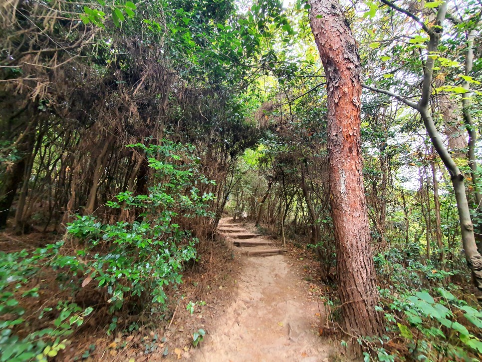 대장봉 선유도 무녀도 주차정보 군산 고군산군도여행 장자도 31