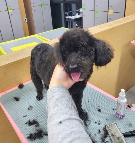 정애견미용학원 실견실습
