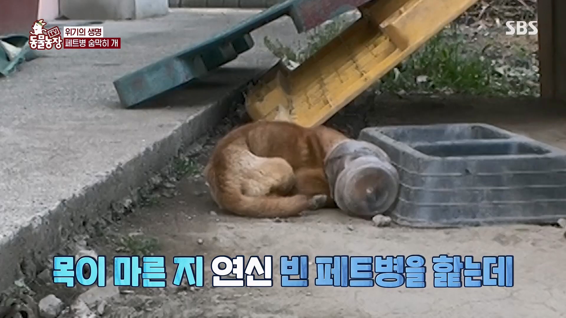 TV 동물농장.E1119.230507p.H264-F1RST.mp4_20230507_135911.467.jpg