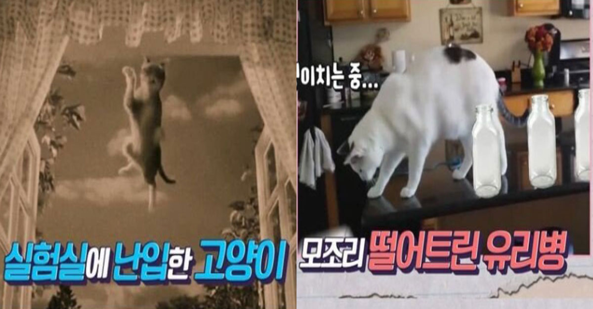  사고친 고양이 덕분에 발명된 것의 정체