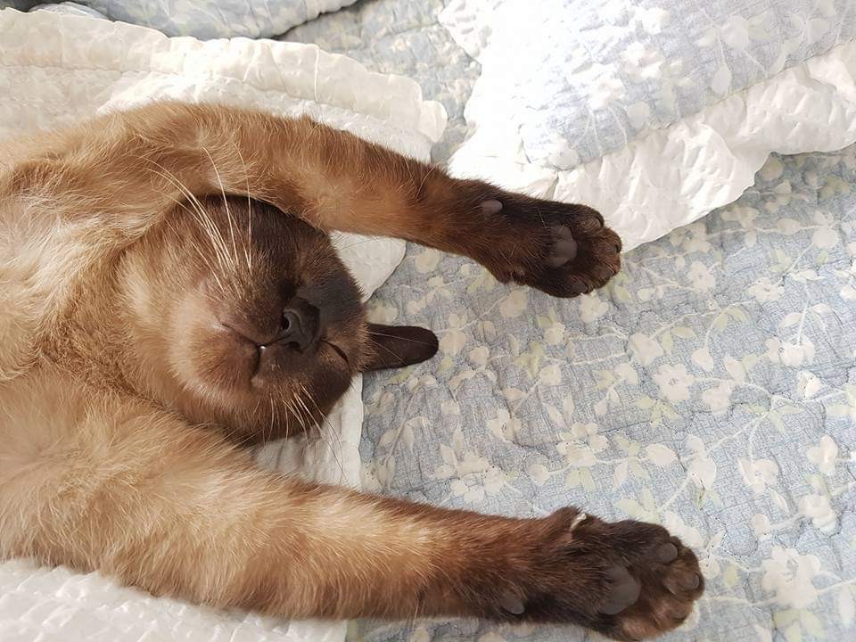  고양이가 자는 곳 - 고양이 잠