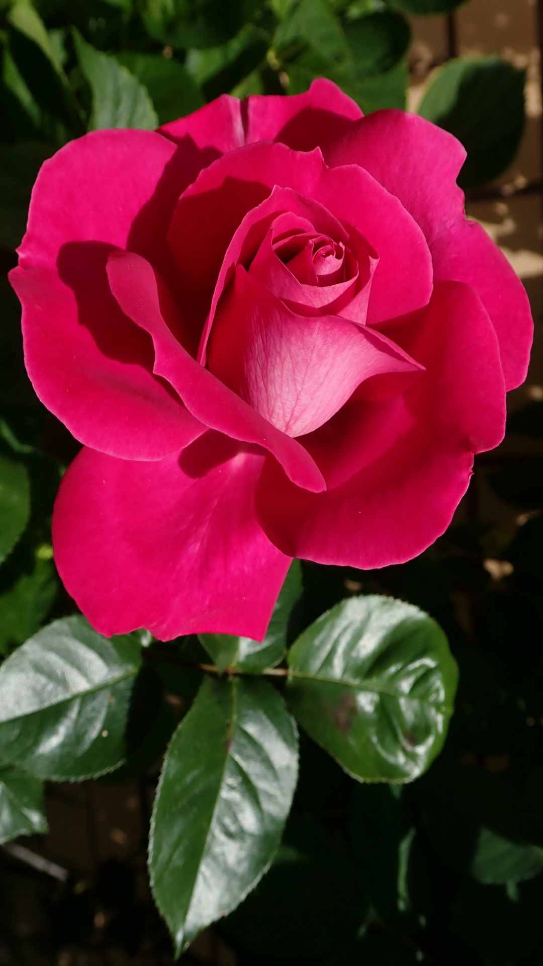 Rose Flower iPhone Wallpaper