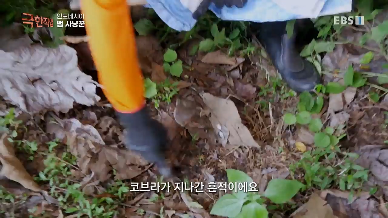 TV - 교육의 중심 EBS인도네시아 뱀사냥꾼.mp4_20221211_181503.945.jpg