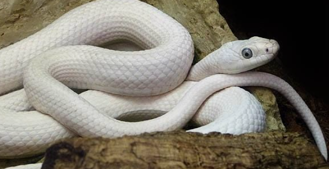 흰색뱀