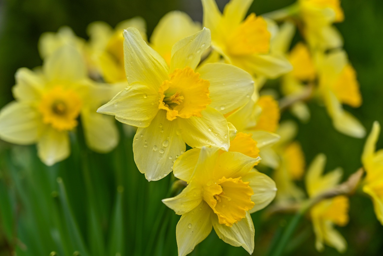 wild daffodils&#44; 야생 수선화