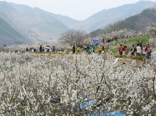 원동매화축제