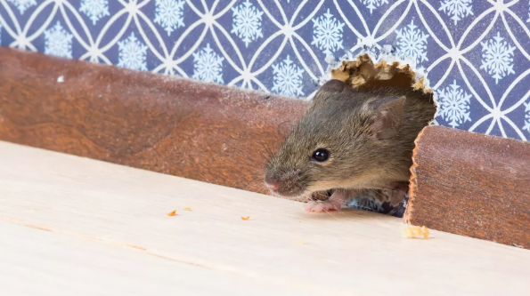 벽에 난 구멍을 통해 집으로 들어오는 쥐(이미지 출처: Shutterstock)