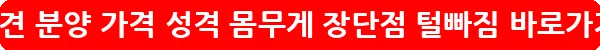 시바견 분양 가격 성격 몸무게 장단점 털빠짐_16