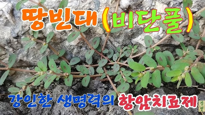 비단풀 항암치료제