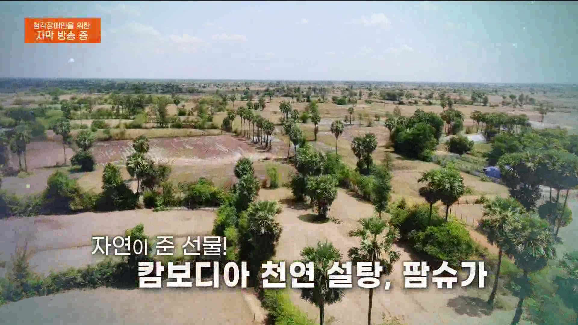 [극한 직업] 캄보디아 팜슈가 농장 230624.mp4_20230701_185219.487.jpg