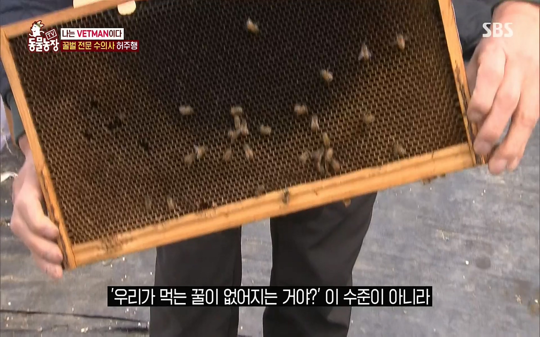 TV 동물농장.E1072.220605p.H264-F1RST.mp4_20220605_181254.408.jpg