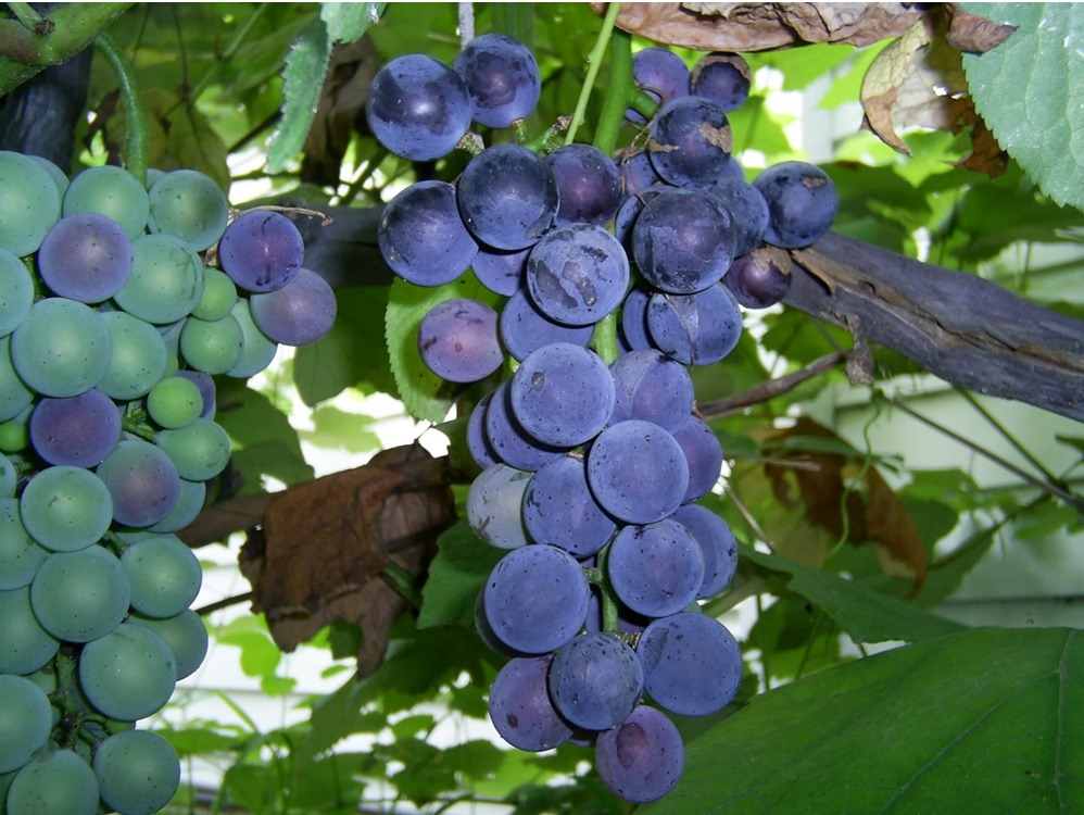  축복과 저주(창9:18~20)