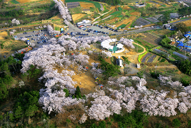 선진리성 벚꽃