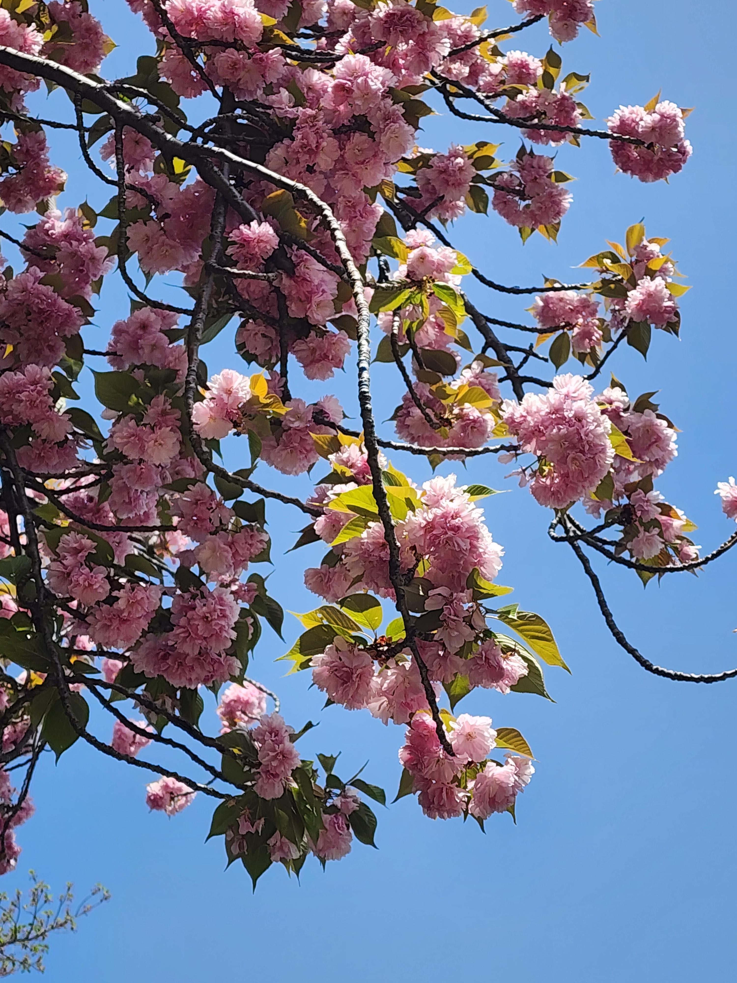 벚꽃사진