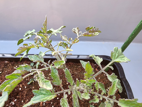 테라스 텃밭 집에서 방울토마토를 기르다 12