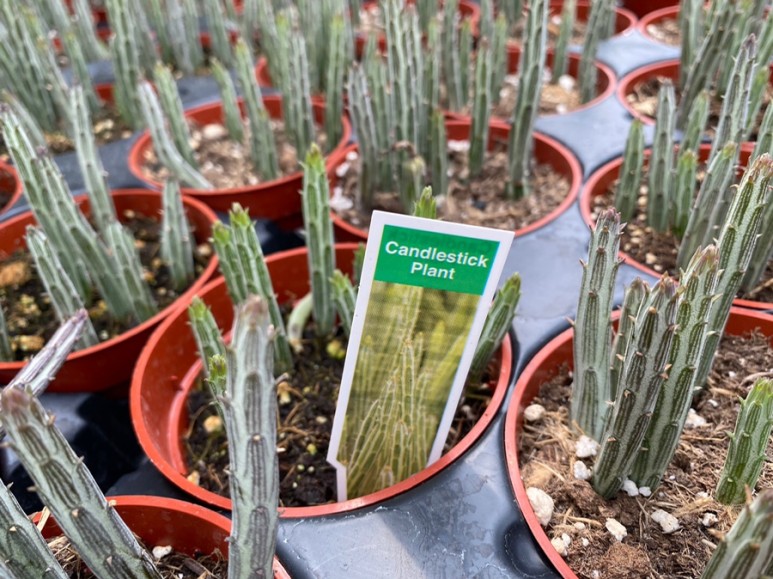 이름 가격도 같이 알아봐요. 예쁜 다육이 종류 6