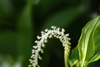 삼백초 효능