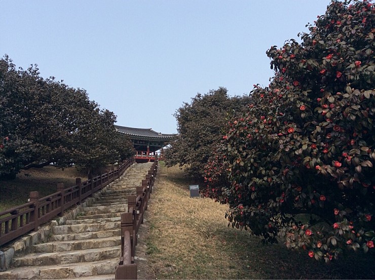  서천 마량리 동백나무 숲&먹거리