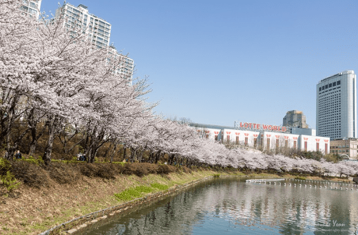  서울 벚꽃 명소 BEST 5 ! 퇴근하고 가볼까?주말에 가볼까?