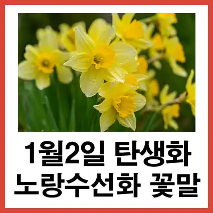 1월-2일-탄생화-노랑수선화-꽃말