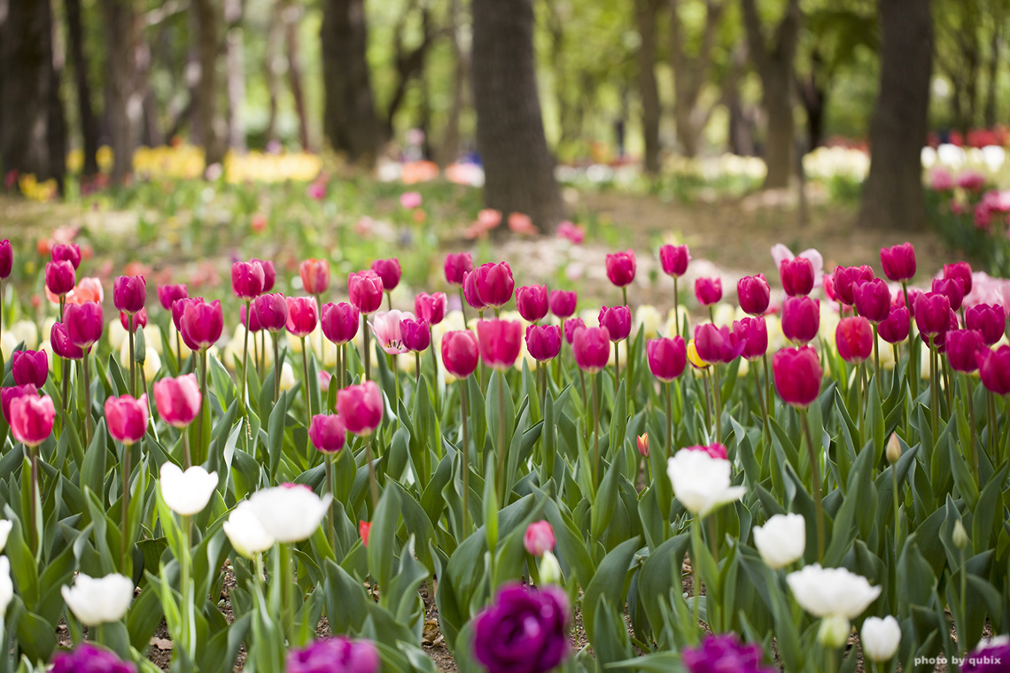 벚꽃 뒤의 튤립, 서울 성수동 튤립명소 '서울숲' 14