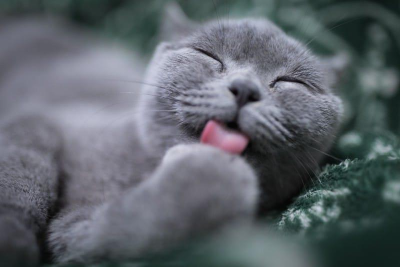 고양이 꿈 해몽8