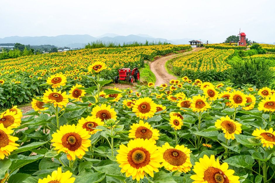 함안 강주 해바라기축제