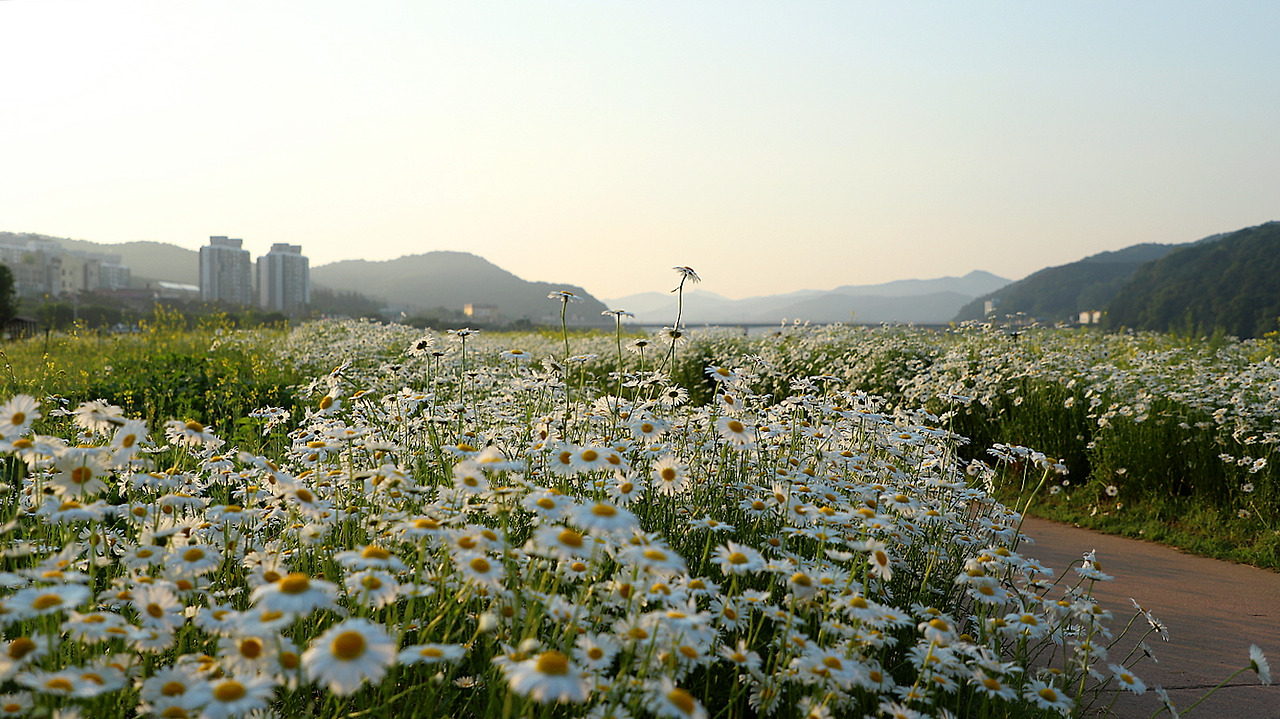 공주 미르섬 샤스타데이지 이미지
