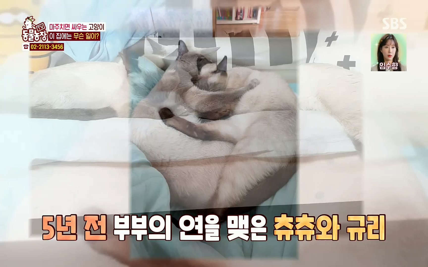TV 동물농장.E1067.220501p.H264-F1RST.mp4_20220501_185005.354.jpg