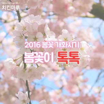 개나리 개화시기 2025 서울 경기 강원 전남 경북 제주_15