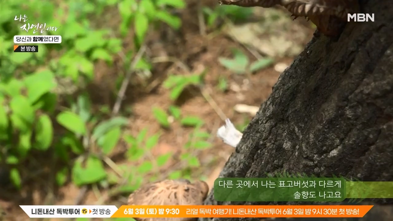나는 자연인이다.E556.230532p-NEXT.mp4_20230601_201457.187.jpg
