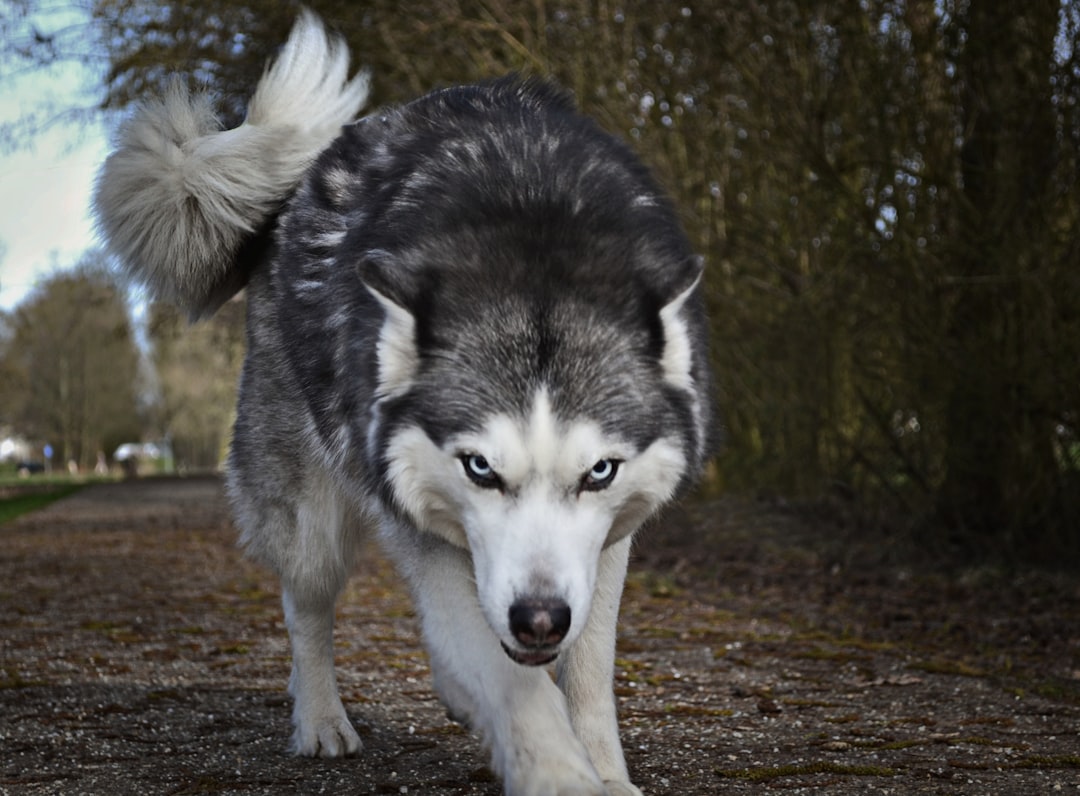 Siberian Husky