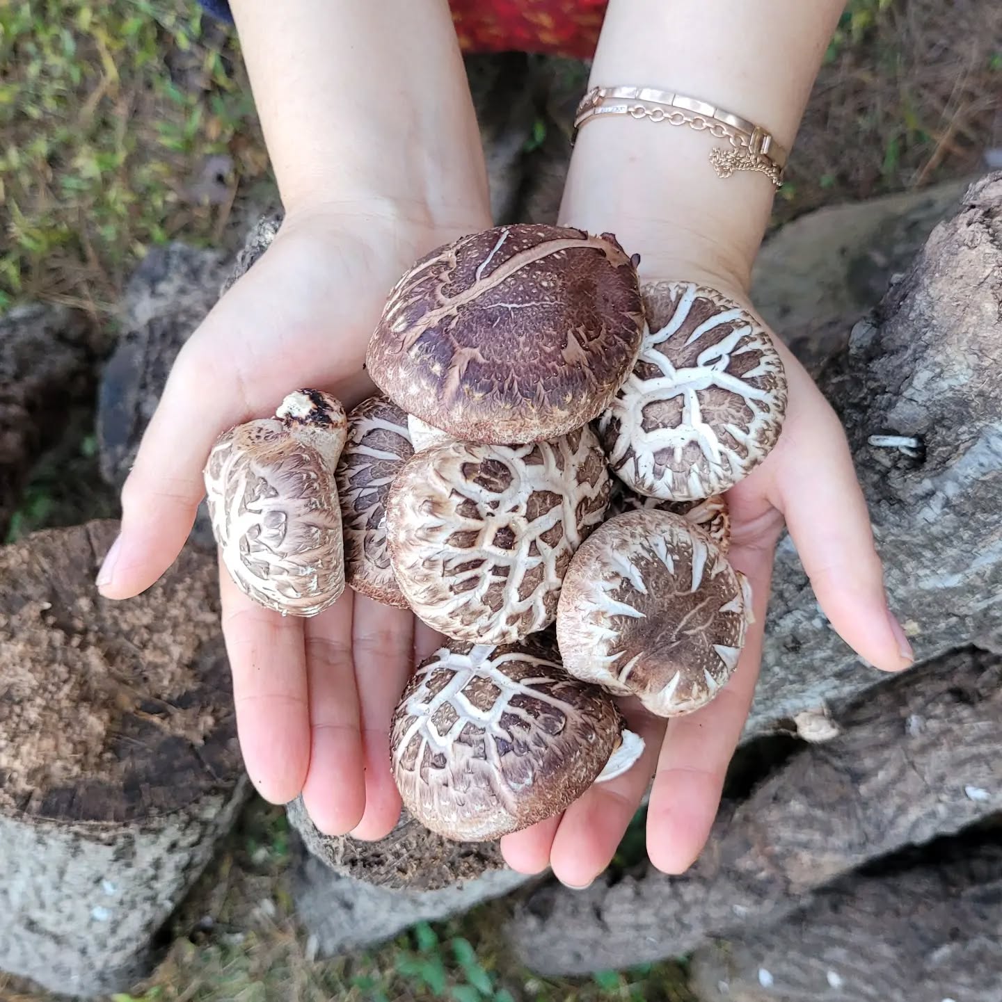 장흥 마니네농장02